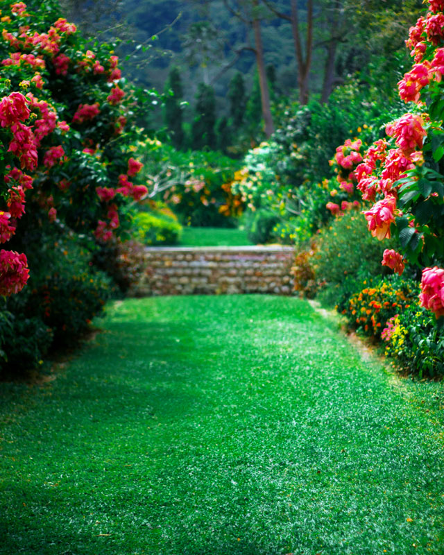 Manicured lawn with flower bushes